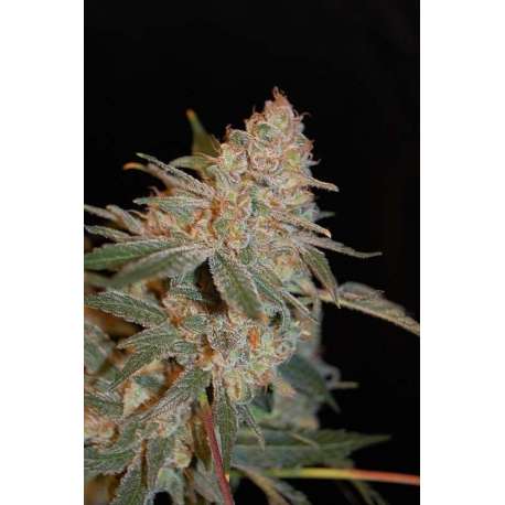 3 UND FEM - BLACK DIESEL * ADVANCED SEEDS 3 UND FEM