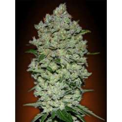 3 UND FEM - AUTO BIODIESEL MASS * ADVANCED SEEDS 3 UND FEM