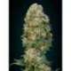 3 UND FEM - AFGHAN SKUNK * ADVANCED SEEDS 3 UND FEM