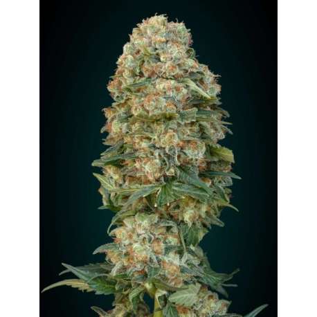 3 UND FEM - AFGHAN SKUNK * ADVANCED SEEDS 3 UND FEM