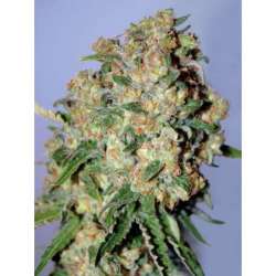 10 UND FEM - CRITICAL * ADVANCED SEEDS 10 UND FEM