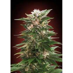 10 UND FEM - KAYA 47 * ADVANCED SEEDS 10 UND FEM