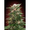 10 UND FEM - KAYA 47 * ADVANCED SEEDS 10 UND FEM