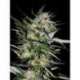 10 UND FEM - JACK PLANT * ADVANCED SEEDS 10 UND FEM