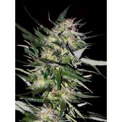 10 UND FEM - JACK PLANT * ADVANCED SEEDS 10 UND FEM