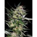 10 UND FEM - JACK PLANT * ADVANCED SEEDS 10 UND FEM