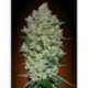 10 UND FEM - AUTO BIODIESEL MASS * ADVANCED SEEDS 10 UND FEM
