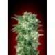 10 UND FEM - AUTO KAYA 47 * ADVANCED SEEDS 10 UND FEM