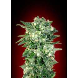 10 UND FEM - AUTO KAYA 47 * ADVANCED SEEDS 10 UND FEM