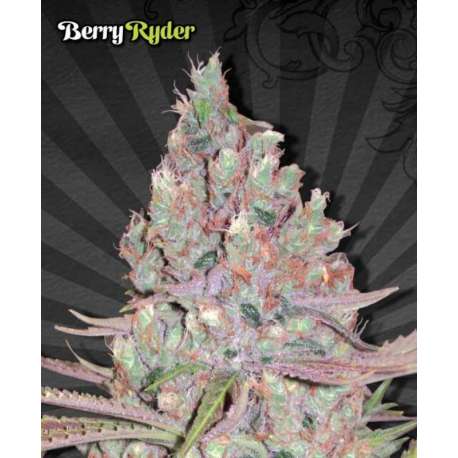 3 UND FEM - BERRY RYDER * AUTO SEEDS 3 UND FEMINIZADAS