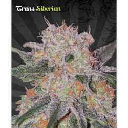 3 UND FEM - TRANS SIBERIAN * AUTO SEEDS 3 UND FEMINIZADAS