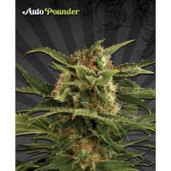 3 UND FEM - AUTO POUNDER * AUTO SEEDS 3 UND FEMINIZADAS