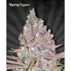 5 UND FEM - BERRY RYDER * AUTO SEEDS 5 UND FEMINIZADAS