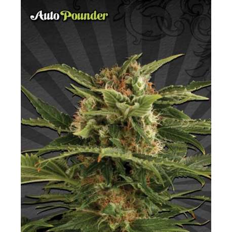 5 UND FEM - AUTO POUNDER * AUTO SEEDS 5 UND FEMINIZADAS