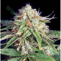 3 UND FEM - FAST RYDER II (AUTOFLORECIENTE) * THE BULLDOG SEEDS FEM 3 UND