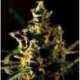 5 UND FEM - THE BULLDOG HAZE * THE BULLDOG SEEDS 5 UND FEM