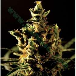 5 UND FEM - THE BULLDOG HAZE * THE BULLDOG SEEDS 5 UND FEM