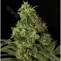 5 UND FEM - NORTHERN LIGHT * THE BULLDOG SEEDS 5 UND FEM