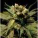 5 UND FEM - WHITE WIDOW * THE BULLDOG SEEDS 5 UND FEM