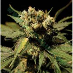 5 UND FEM - WHITE WIDOW * THE BULLDOG SEEDS 5 UND FEM