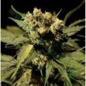 5 UND FEM - WHITE WIDOW * THE BULLDOG SEEDS 5 UND FEM