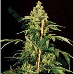 5 UND FEM - JACK HERER * THE BULLDOG SEEDS 5 UND FEM