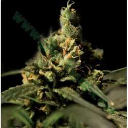 5 UND FEM - CITRAL SKUNK * THE BULLDOG SEEDS 5 UND FEM