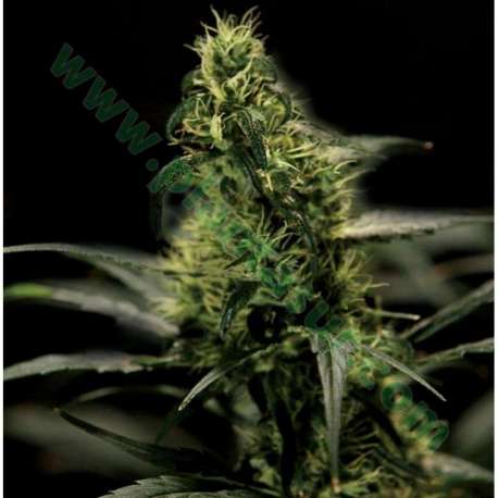 5 UND FEM - ENERGY HAZE * THE BULLDOG SEEDS 5 UND FEM