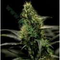 5 UND FEM - ENERGY HAZE * THE BULLDOG SEEDS 5 UND FEM