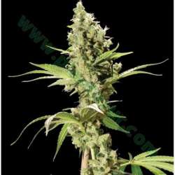 5 UND FEM - SOUR DIESEL * THE BULLDOG SEEDS 5 UND FEM