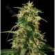 5 UND FEM - SILVER STAR HAZE * THE BULLDOG SEEDS 5 UND FEM