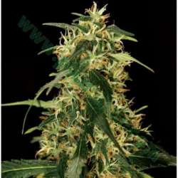 5 UND FEM - SILVER STAR HAZE * THE BULLDOG SEEDS 5 UND FEM