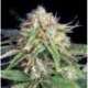 5 UND FEM - FAST RYDER II (AUTOFLORECIENTE) * THE BULLDOG SEEDS 5 UND FEM