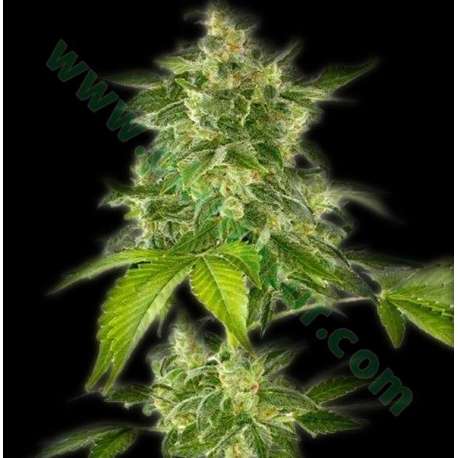 5 UND FEM - AUTO HAZE (AUTOFLORECIENTE) * THE BULLDOG SEEDS 5 UND FEM