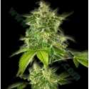 5 UND FEM - AUTO HAZE (AUTOFLORECIENTE) * THE BULLDOG SEEDS 5 UND FEM