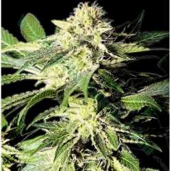 5 UND REG - THE BULLDOG SKUNK * THE BULLDOG SEEDS REG 5 UND