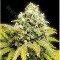 5 UND REG- ORIGINAL AFGHAN * THE BULLDOG SEEDS REG 5 UND