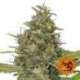 5 UND FEM - G13 HAZE * BARNEY'S FARM 5 UND FEMINIZADAS