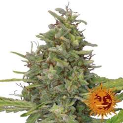 5 UND FEM - G13 HAZE * BARNEY'S FARM 5 UND FEMINIZADAS