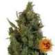5 UND FEM - BLUE CHEESE * BARNEY'S FARM 5 UND FEMINIZADAS