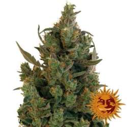 10 UND FEM - BLUE CHEESE * BARNEY'S FARM 10 UND FEMINIZADAS