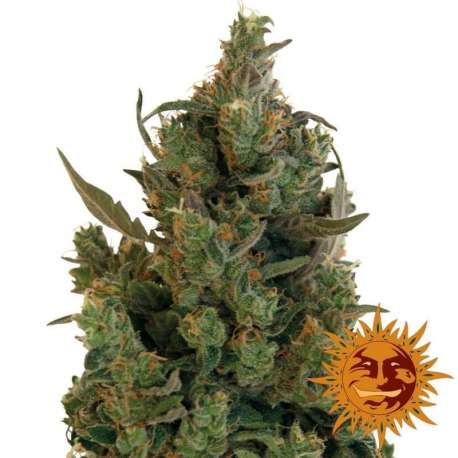 10 UND FEM - BLUE CHEESE * BARNEY'S FARM 10 UND FEMINIZADAS