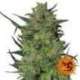 5 UND FEM - LSD * BARNEY'S FARM 5 UND FEMINIZADAS