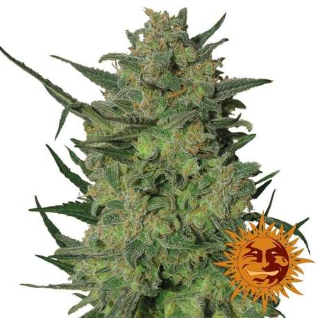 5 UND FEM - LSD * BARNEY'S FARM 5 UND FEMINIZADAS