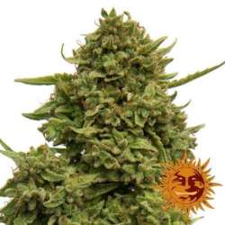 5 UND FEM - PINEAPPLE CHUNK * BARNEY'S FARM 5 UND FEMINIZADAS