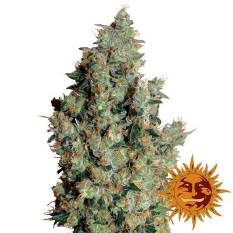 5 UND FEM - TANGERINE DREAM * BARNEY'S FARM 5 UND FEMINIZADAS