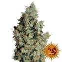 5 UND FEM - TANGERINE DREAM * BARNEY'S FARM 5 UND FEMINIZADAS
