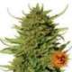 5 UND FEM - CRITICAL KUSH * BARNEY'S FARM 5 UND FEMINIZADAS