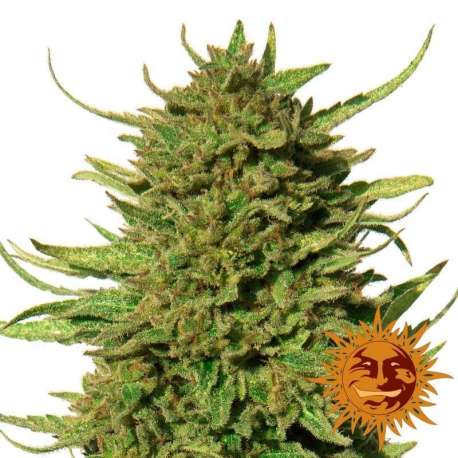 5 UND FEM - CRITICAL KUSH * BARNEY'S FARM 5 UND FEMINIZADAS