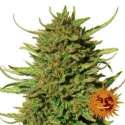 5 UND FEM - CRITICAL KUSH * BARNEY'S FARM 5 UND FEMINIZADAS